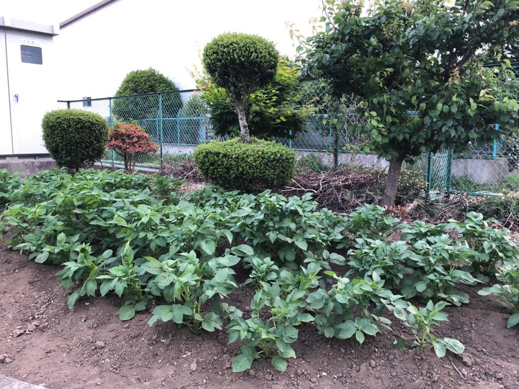 ミニ菜園